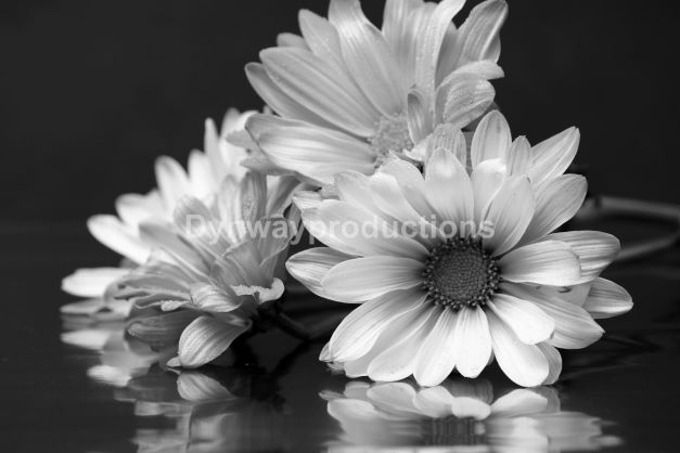 Flower 01152302 bw