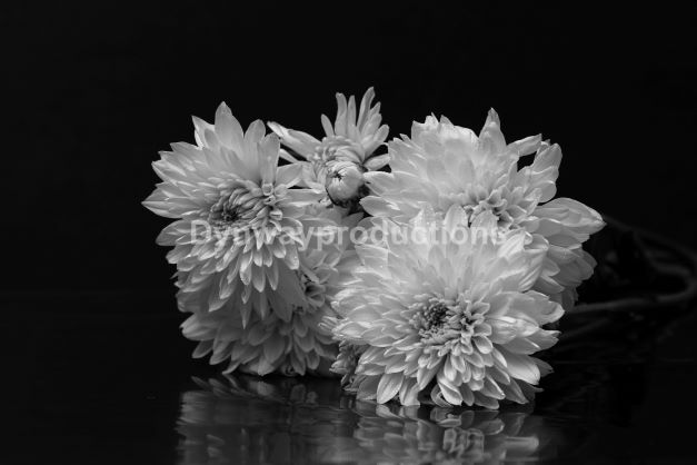 Flower 01152303 bw