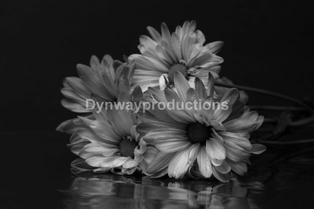 Flower 01152304 bw