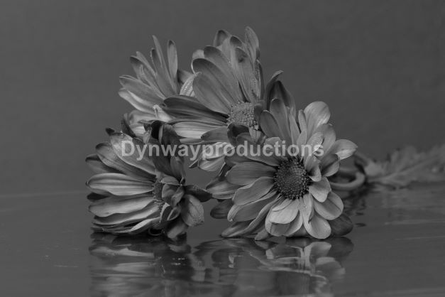 Flower 01152305 bw