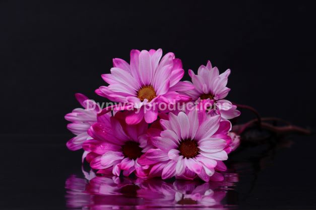 Flower 01152307