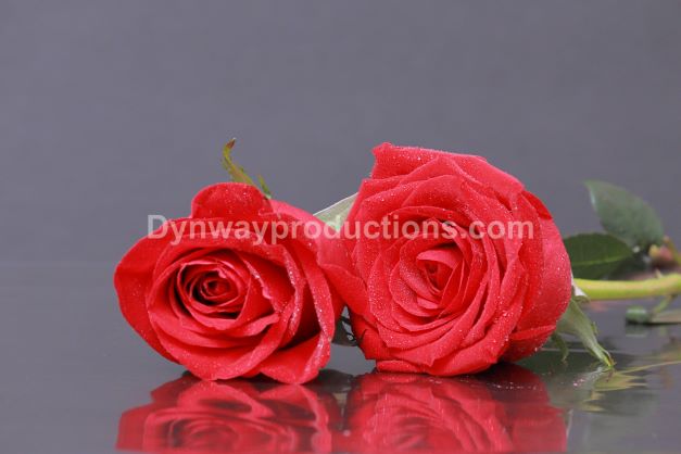 Flower 01152309 – dynwayproductions