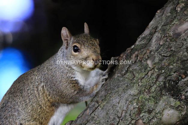 Squirrel 01152301