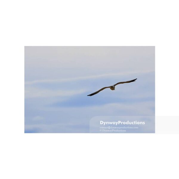 Seagull bird flying high in the sky - Image 4