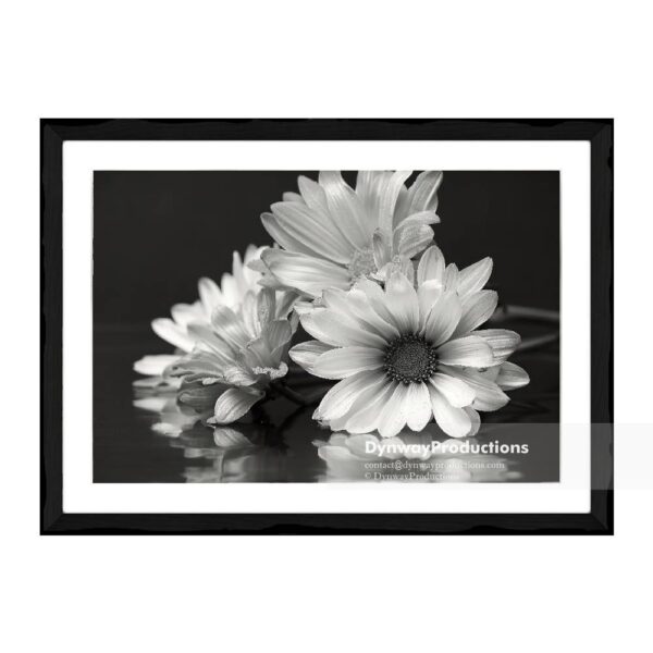 Black and white daisies flowers, expressions - Image 2