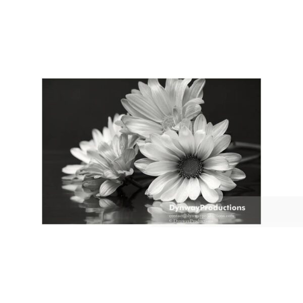 Black and white daisies flowers, expressions - Image 3