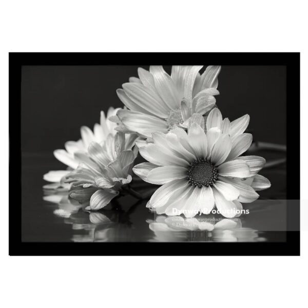 Black and white daisies flowers, expressions
